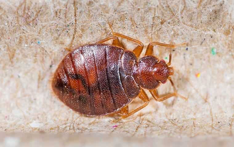 New Bed Bug Pest Library